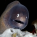 moray_whiteeyed_ph_hsb_r_h_0050_kom1967.jpg